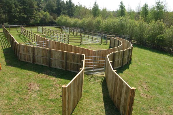 Cattle handling system with 5 separate holding pens, solid board raceway to crush.