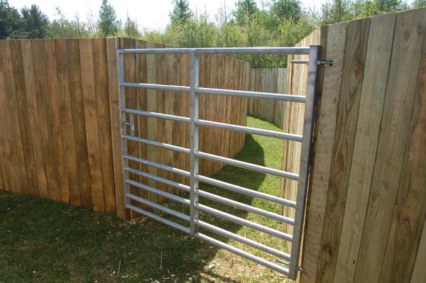 Solid board raceway to crush, gate to divert cattle to crush or lorry, note no protruding hinges.
