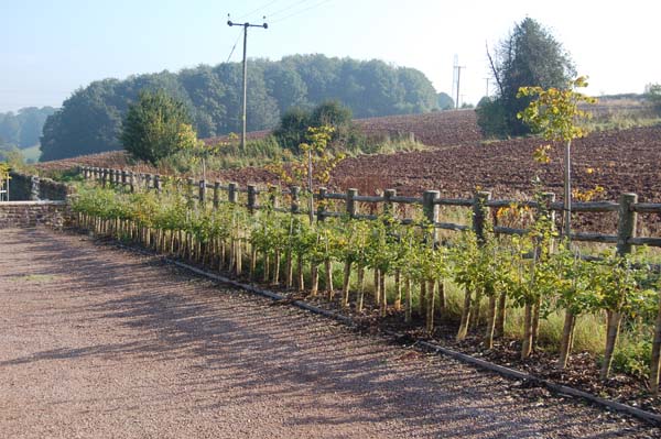 Heavy duty cleft chestnut post & rail.