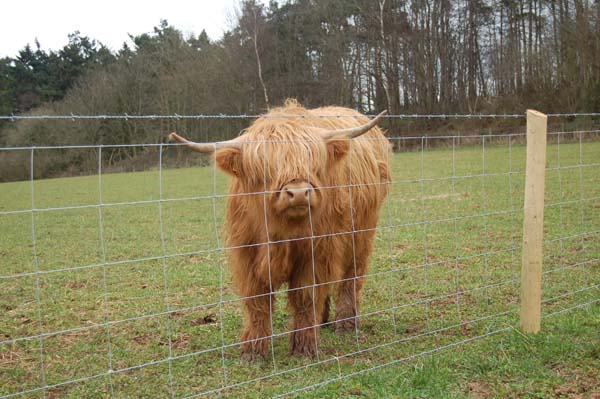 Hi-Tensile stock proof fencing with Highland Cattle.