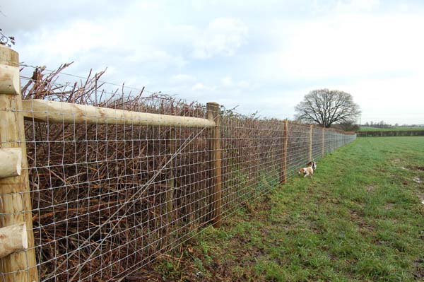 Hi-Tensile horse fencing