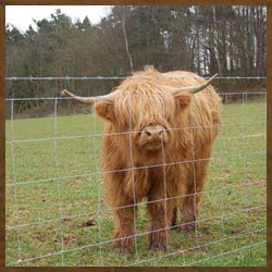 Highland cattle